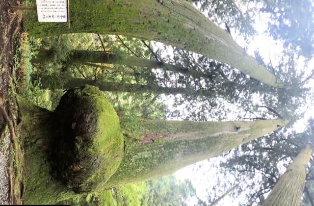 Cedar, which is said to be beneficial to child treasure and safe delivery.