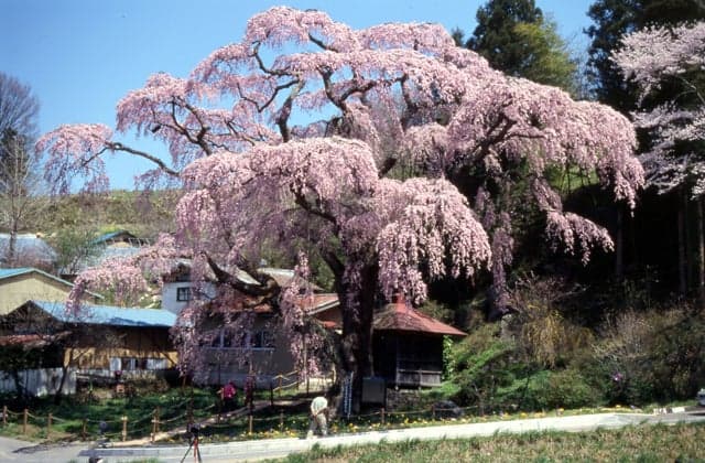 Red Weeping Jizo Zakura
