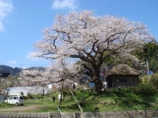 Sowing cherry blossoms of Hojobo 2