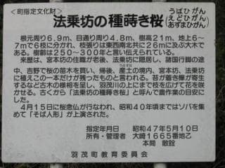 Seeding cherry blossoms of Hojobo 3