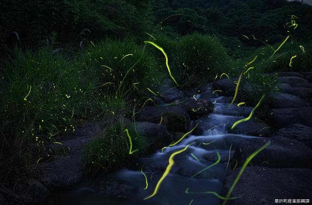 産ヶ沢川のホタル