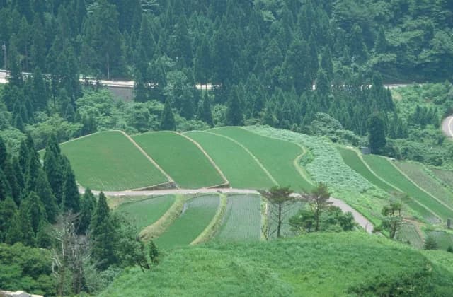 Tanada