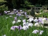 Iris of the Chofu Garden