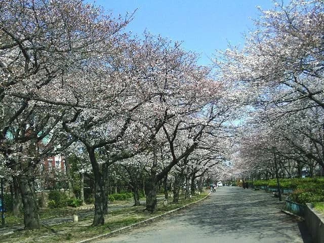 Cherry blossoms at Kema Sakuranomiya Park