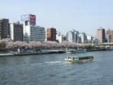 隅田公園　桜ｖまつり