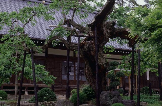 Three times chestnut