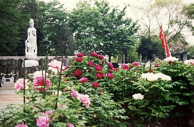Button garden of Ryushin-ji Temple