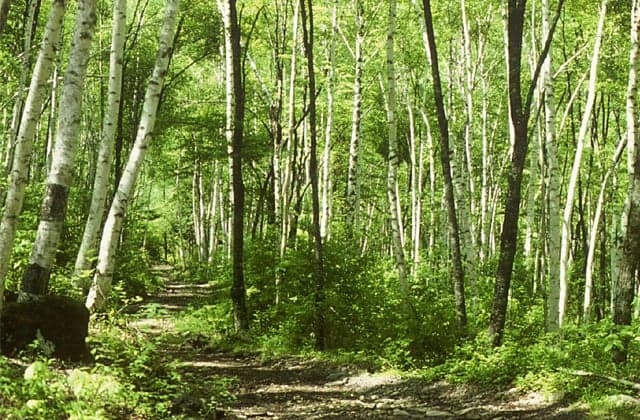 Akigami Shirakaba primeval forest