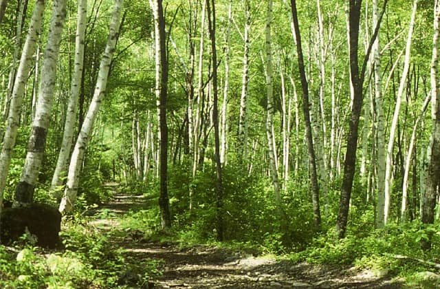 Akigami Shirakaba primeval forest