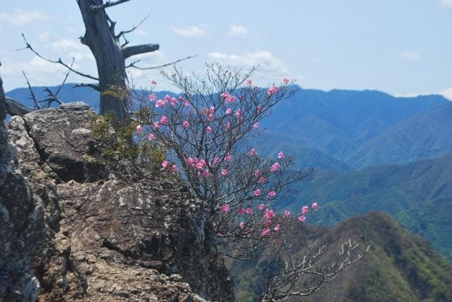 両神山頂のヤシオツツジ