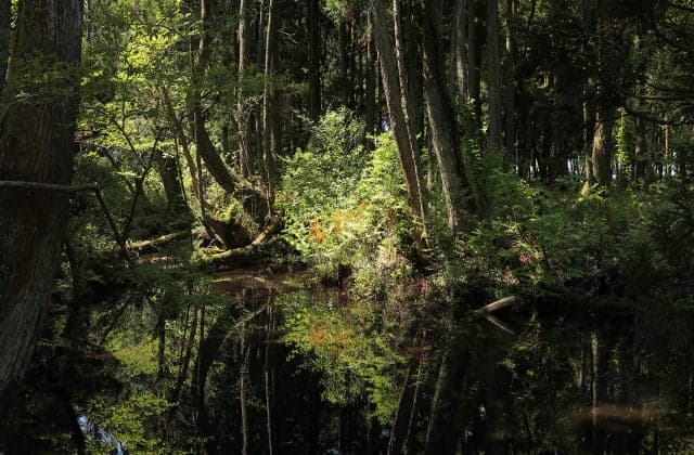 Sugisawa no Sawasugi 1