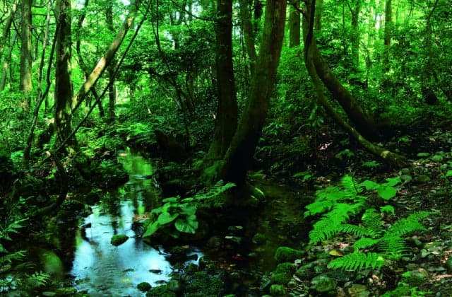 Sugisawa no Sawasugi 2