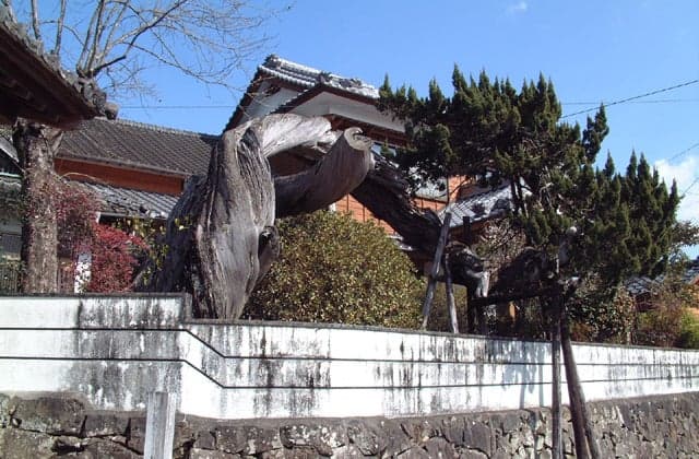 Maki Kashiwa of Shinshoji Temple