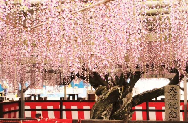 将軍藤
