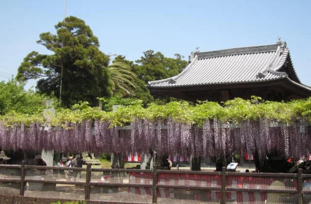 大中臣神社楼門と将軍藤