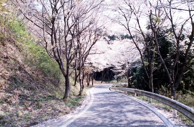 Cherry blossoms on the Japanese Road