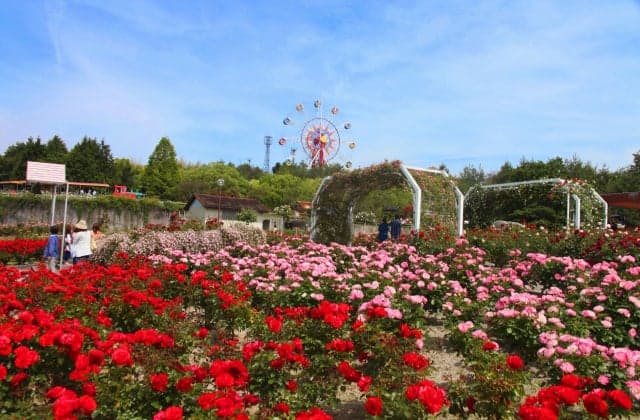 Hachigamine General Park Rose Garden