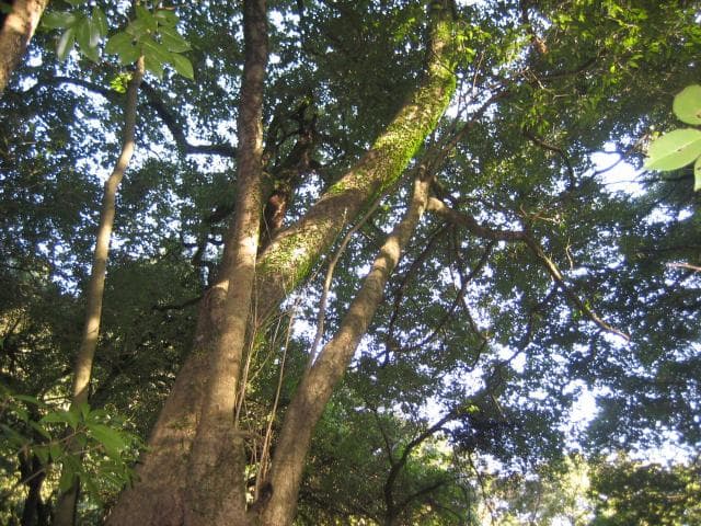 Vladilo oak forest in Minamikawa