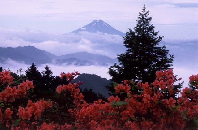 Azalea in Mikubo Kogen