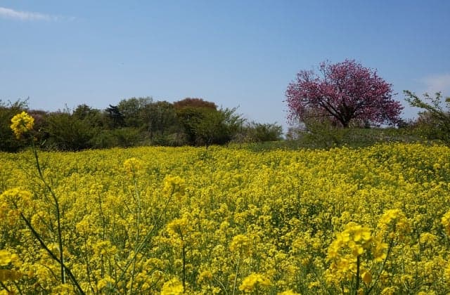 Koya Burial Mounds