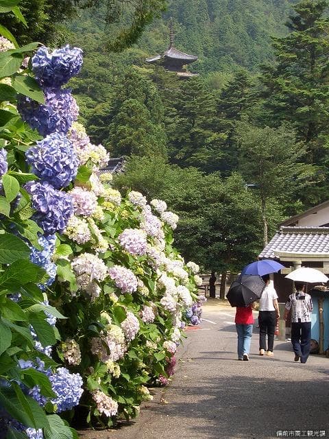 Hydrangea at Fukushoji Temple