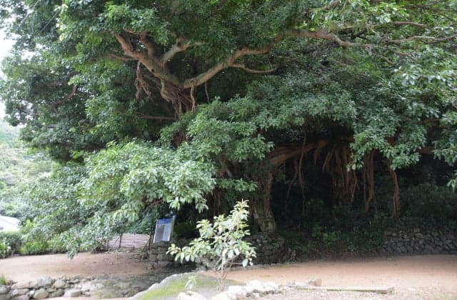 The Great Akou in Kashinoura