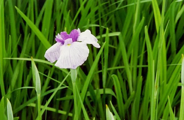 Flower shovel