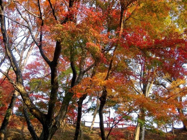 もみじ谷