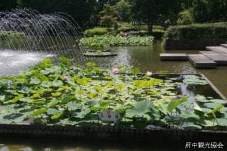 Oga lotus at Shukei Pond