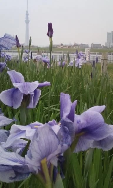 View the Sky Tree from Shobuda in Horikiri Mizube Park