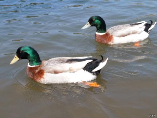 Duck swimming in Mishima Pond