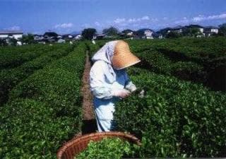 茶摘み