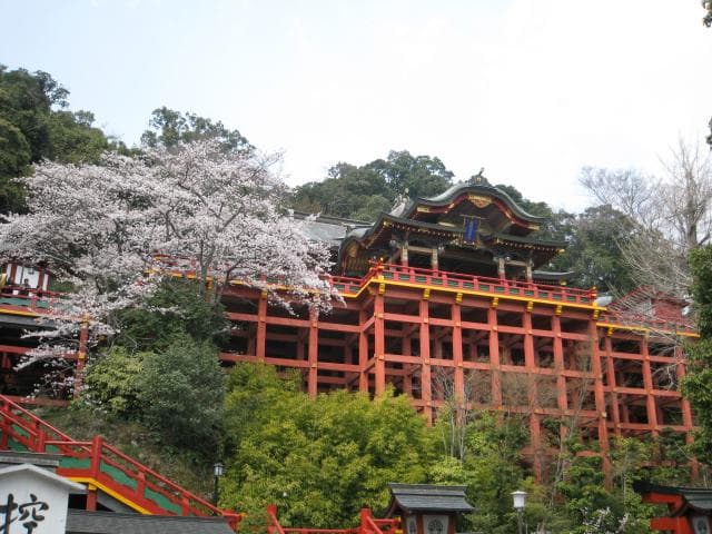 Cherry blossoms in the precincts of Yutoku Inari Shrine