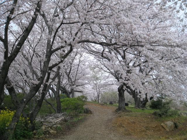 Cherry blossoms at the top of the outer garden