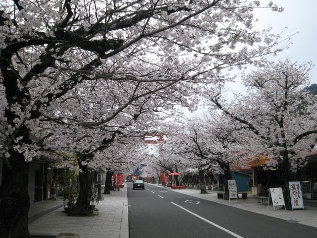 Yutokumon-mae Shopping Street and Sakura