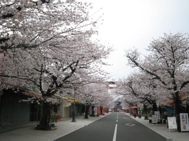 Yutokumon-mae Shopping Street and Sakura