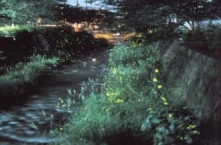 Ichinosaka River Firefly 1