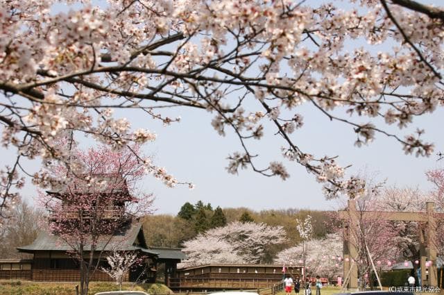 Sakasai Castle Ruins Park (Sakura)