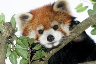 Red panda