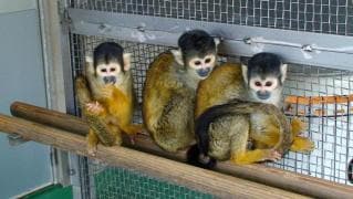 Bolivia squirrel monkey