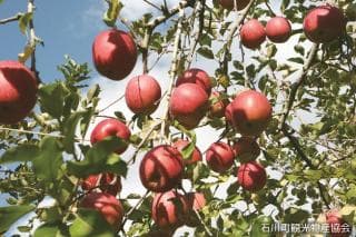 石川町　りんご