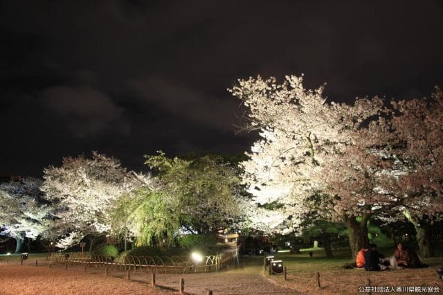 Lit up cherry blossoms