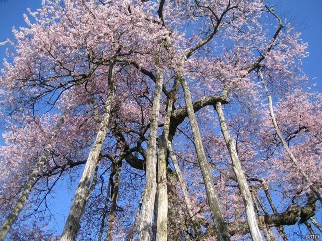 伊佐沢の久保ザクラ
