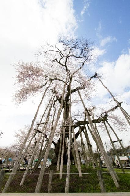 伊佐沢の久保ザクラ