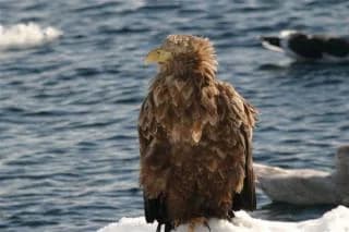 White eagle