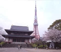 Cherry blossoms in Shibakoen and the precincts of Zojo-ji Temple