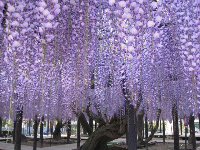 Chofuji