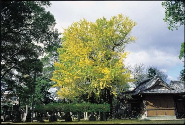 Tenjin's ginkgo