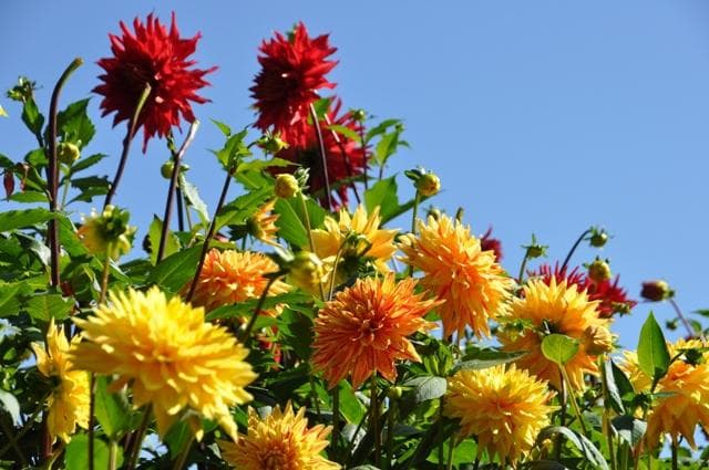 Dahlia garden