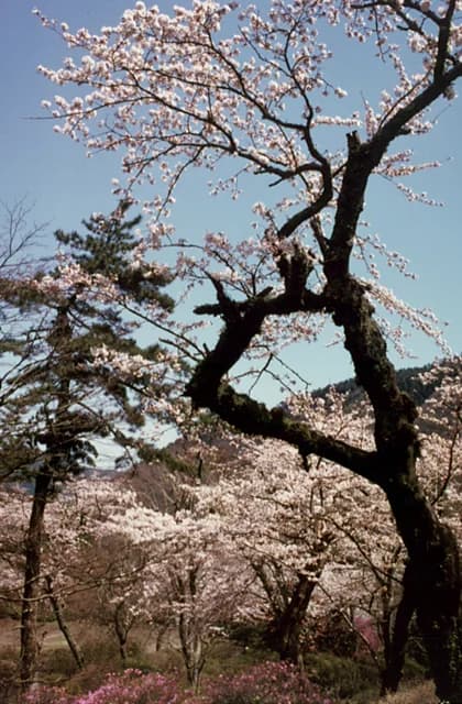 Cherry blossoms in Kowakudani